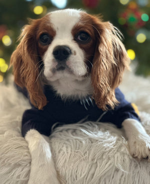 Cavalier wearing snowman dog sweater