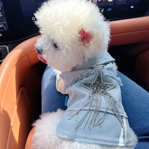 Small white dog wearing a blue denim outfit with a star design inside a car.