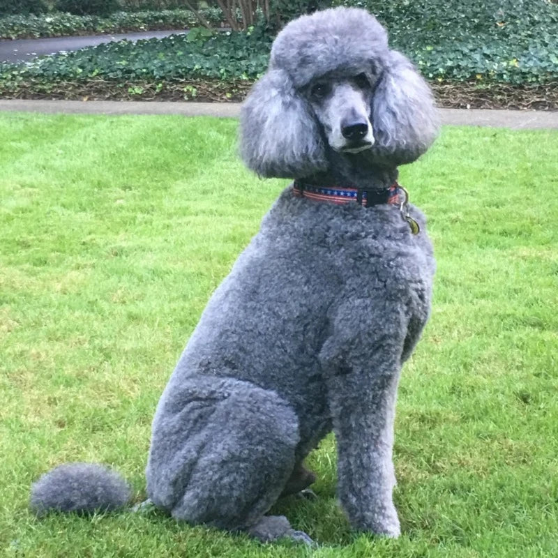 Up Country Stars & Stripes Dog Collar & Leash Matching Set