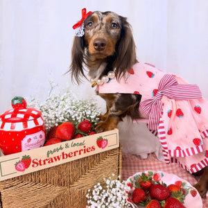 Dachschund wearing strawberry dog dress