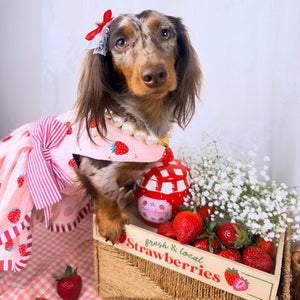 Dachschund wearing strawberry dog dress