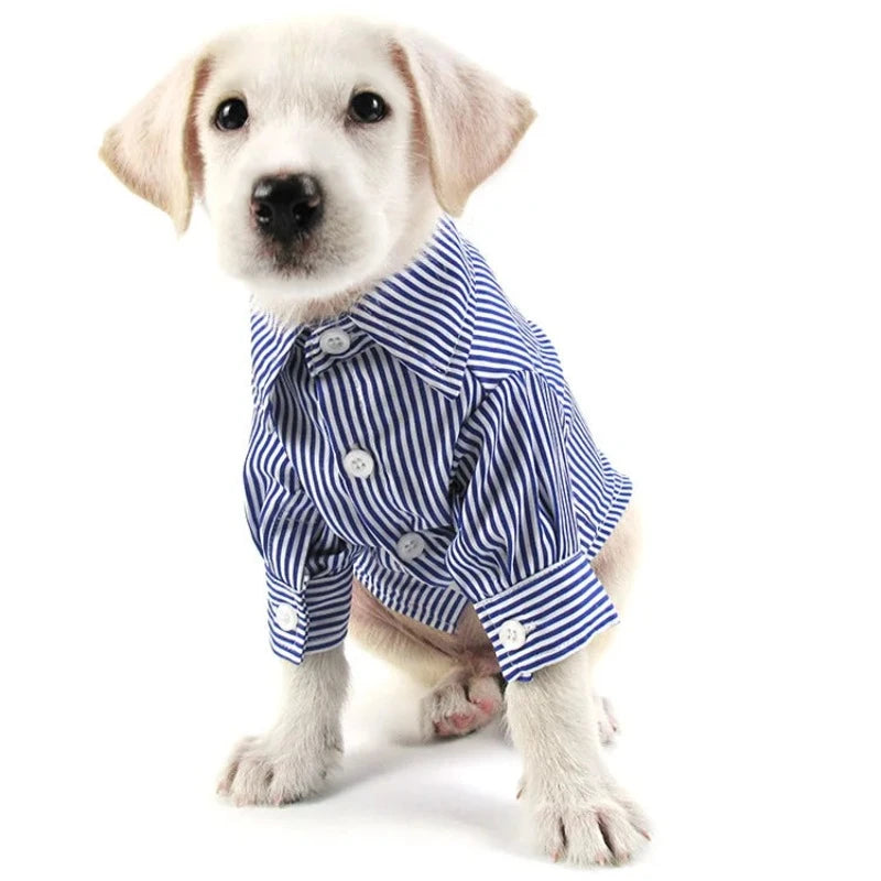 dog dress shirt collar DIY Dress Shirt Dog Collars (and How to Adjust Collar Size)