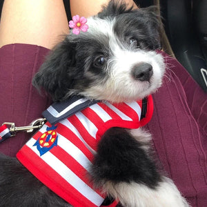 Small black and white dog wearing a red and white striped harness with a colorful emblem, sitting on a person's lap.