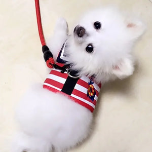 Small white Pomeranian wearing a red and white striped harness on a beige background