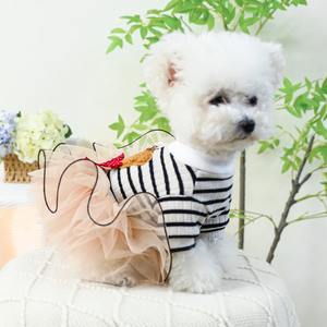 Bichon wearing Striped Teddy Bear Dog Dress