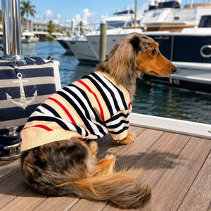 Dachshund wearing a red, white and blue striped cardigan sitting on a dock in front of yachts.