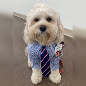 Dog wearing a blue shirt with a striped tie and a red collar with a tag.