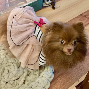 Pomeranian wearing a striped teddy bear dress with tutu