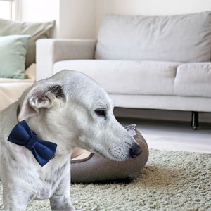Greyhound Saluki wearing  Navy Suede bow tie
