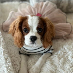 Cavalier King Charles Spaniel wearing a striped teddy bear dress with tulle skirt on a fluffy blanket