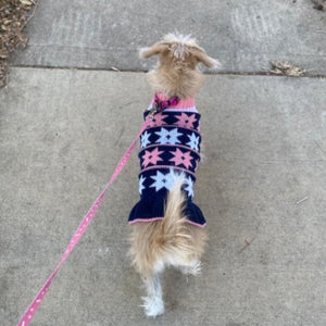 Terrier walking in navy star dog sweater 