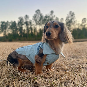 Dachshund wearing a denim jacket standing in a field with trees in the background