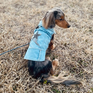 Dachshund wearing a denim jacket with a star design, standing in a field.