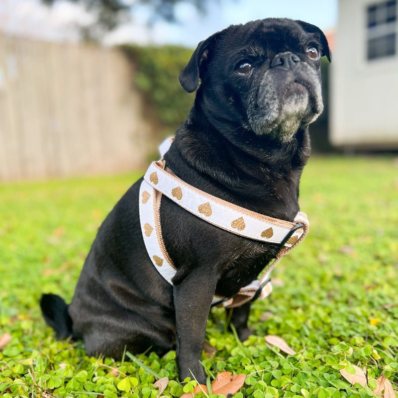 Pug wearing Up Country White Heart of Gold Dog Harness