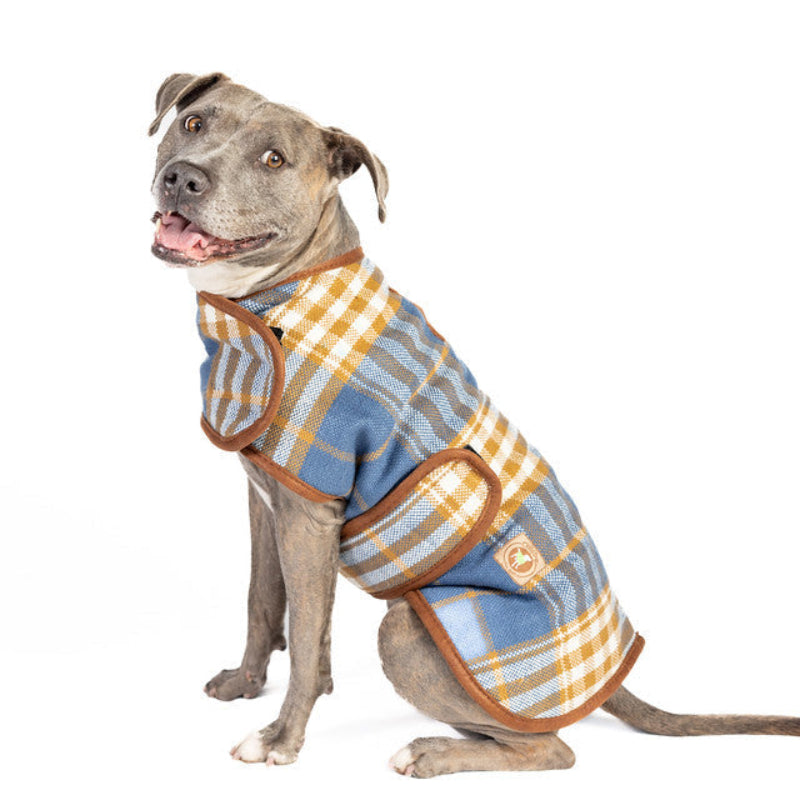 A gray pitbull dog wearing a blue, yellow, and white plaid pet coat with brown trim, sitting against a solid white background.