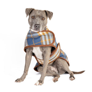 A gray dog wearing a blue, yellow, and brown plaid dog coat, sitting against a solid white background.