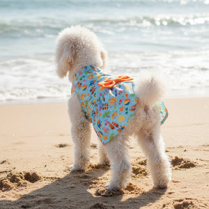 Poodle wearing Dog dress with colorful beach pattern and orange bow at the beach looking at the ocean.
