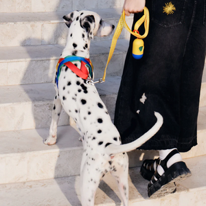 Dalamation in Yellow Chroma Dog Harness & Leash Set