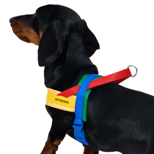 Dachshund in Yellow Chroma Dog Harness & Leash Set