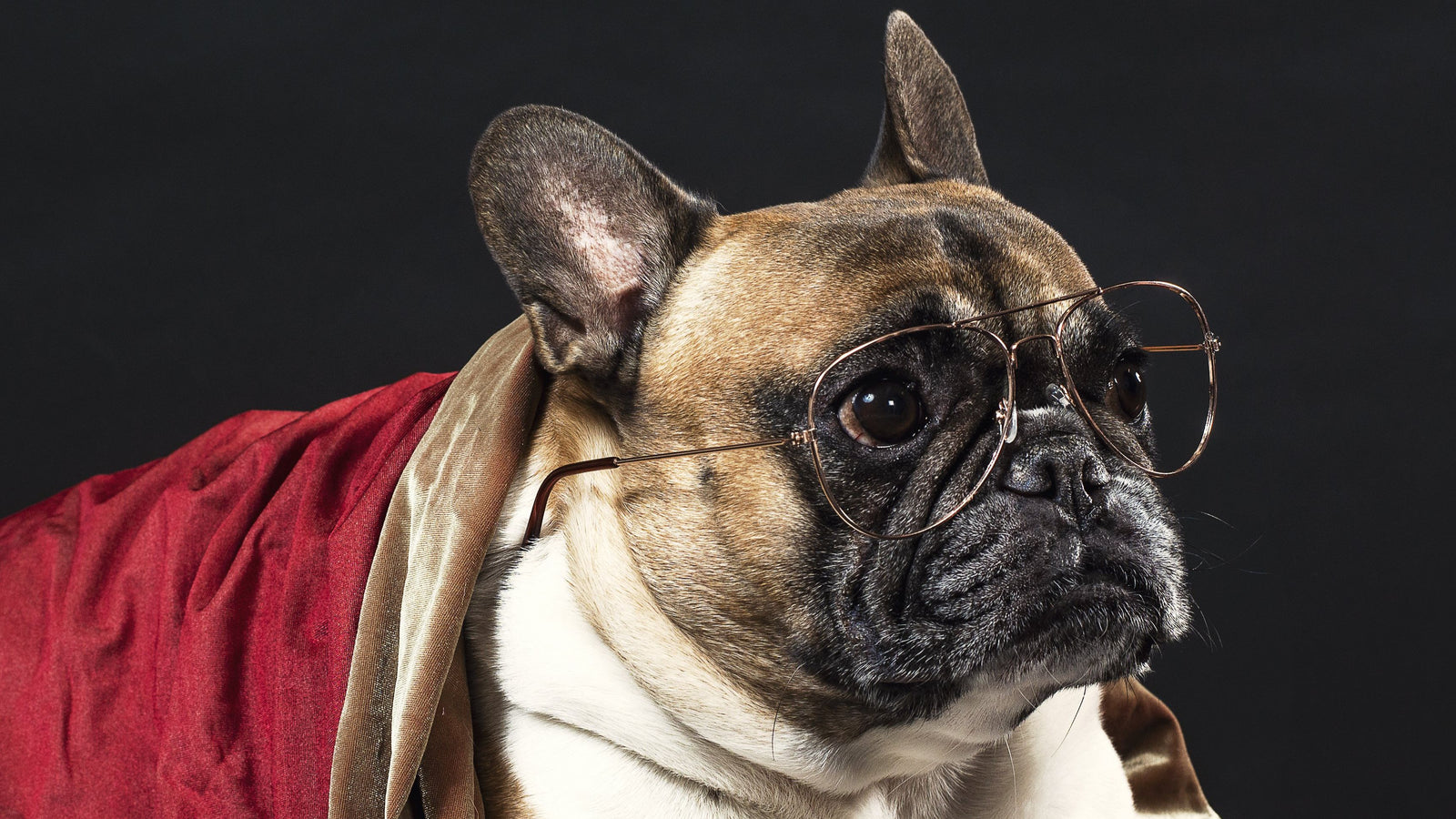 Make your pal the envy of the neighborhood, with our snazzy collars and harnesses, plus our custom personalized sets.