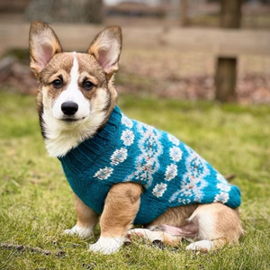 A corgi dog sitting on grass wearing a teal blue and white patterned knit sweater.