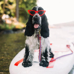 Spaniel wearing Anchors Aweigh Dog Collar & Leash Set