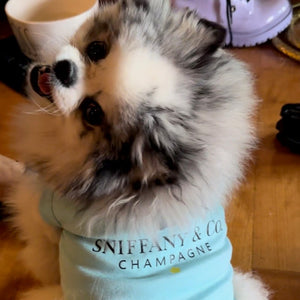 Pomeranian wearing Sniffany T-shirt