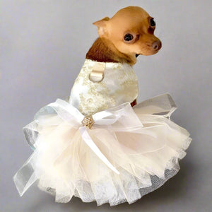 Chihuahua wearing Fancy Bridal Dog Dress in wedding photoshoot