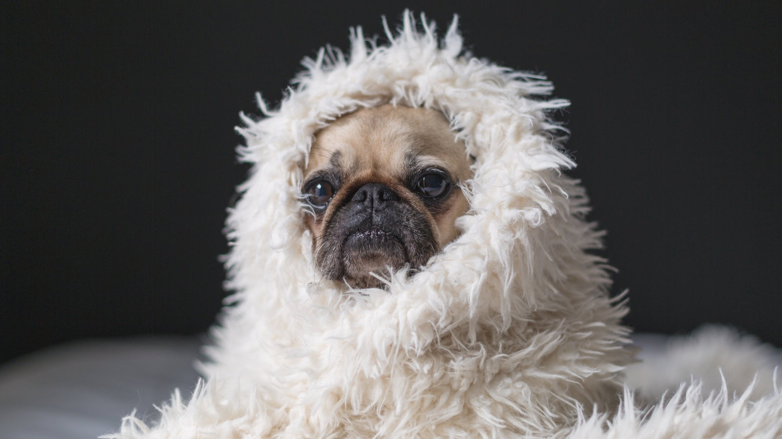 Spiff up your pup's wardrobe. with our chic collar sliders, hip bandanas and fashionable scarves