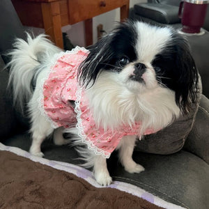 Small black and white dog wearing a pink dress sitting on a couch.