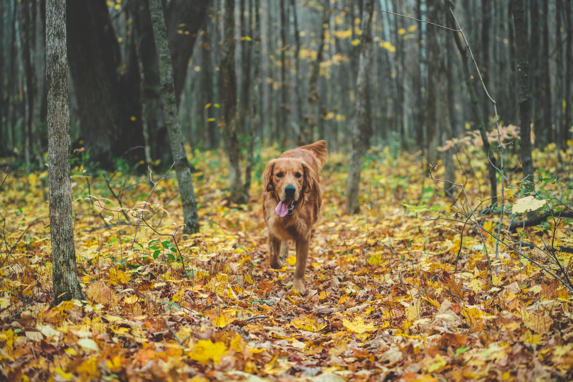 From the tiniest pup to the largest pal, Posh Dog Life offers styles for every companion--large dog apparel and accessories too