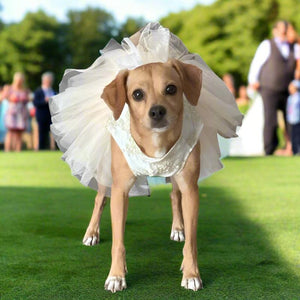 Puppy wearing Fancy Bridal Dog Dress at an outdoor wedding