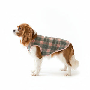 Dog wearing a plaid coat on a white background