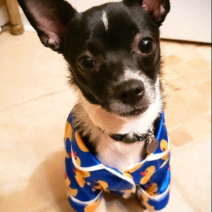 Chihuahua wearing rubber ducky dog pajamas.