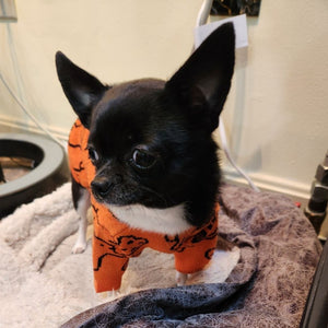 Chihuahua wearing Orange Elephant Dog Sweater.