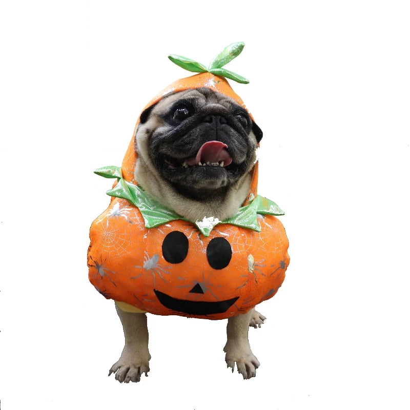 bulldog pumpkin costume