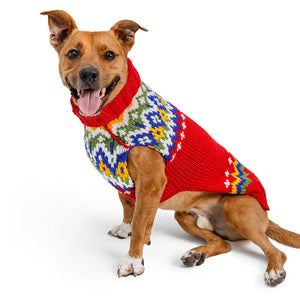 Dog wearing a colorful sweater on a white background