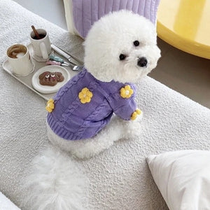 Bichon wearing Yellow Daisy Purple Dog Sweater.