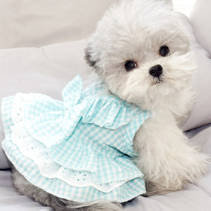 Teacup puppy in blue gingham dog dress