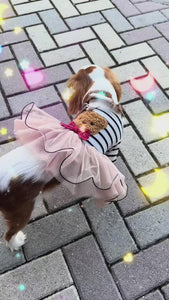 Cavlier wearing teddy bear dress in a video