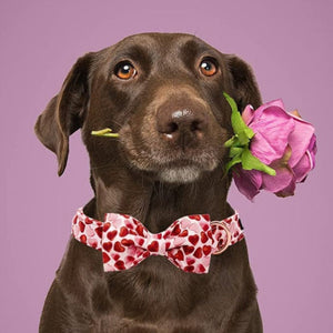 This Valentine Red Heart Bow Tie Dog Collar by Unique Style Paws will have your pup bursting with love.  