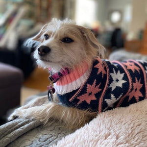 Trrier in star dog sweater