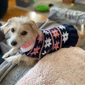 Terrier in star dog sweater