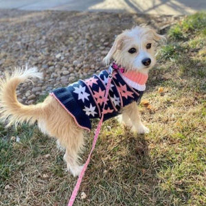 Millie the terrier mix in our star dog sweater