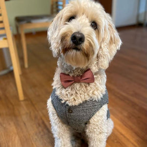 Tweed dog suit fits large dogs like Labradoodles.