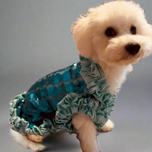 Maltipoo modeling couture blue dog party dress.