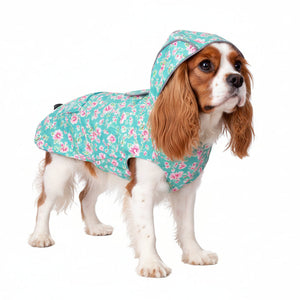 Cavalier wearing a floral raincoat on a white background