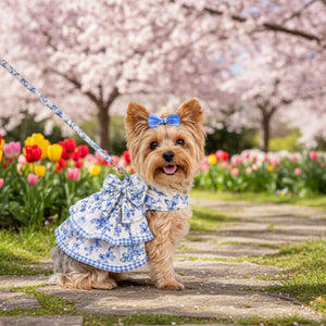 Small dog wearing a blue and white dress with two bows and matching leash in a spring garden