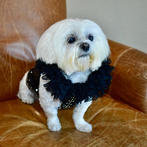 This handmade black “Elektra” dog dress is exquisitely crafted by C’Mimi’s world-renowned pet fashion Designer Jan Ben.
