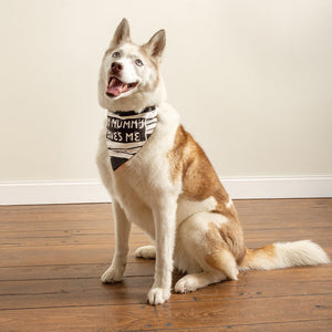 Large Halloween Reversible Collar Bandana "Sweet & Spooky" / "My Mummy Loves Me" fits large dogs.